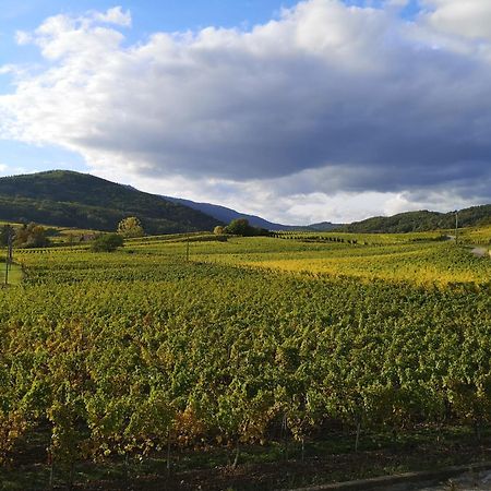 Апартаменты Cocon De Caractere Au Coeur Des Vignes Alsaciennes Бергхейм Экстерьер фото
