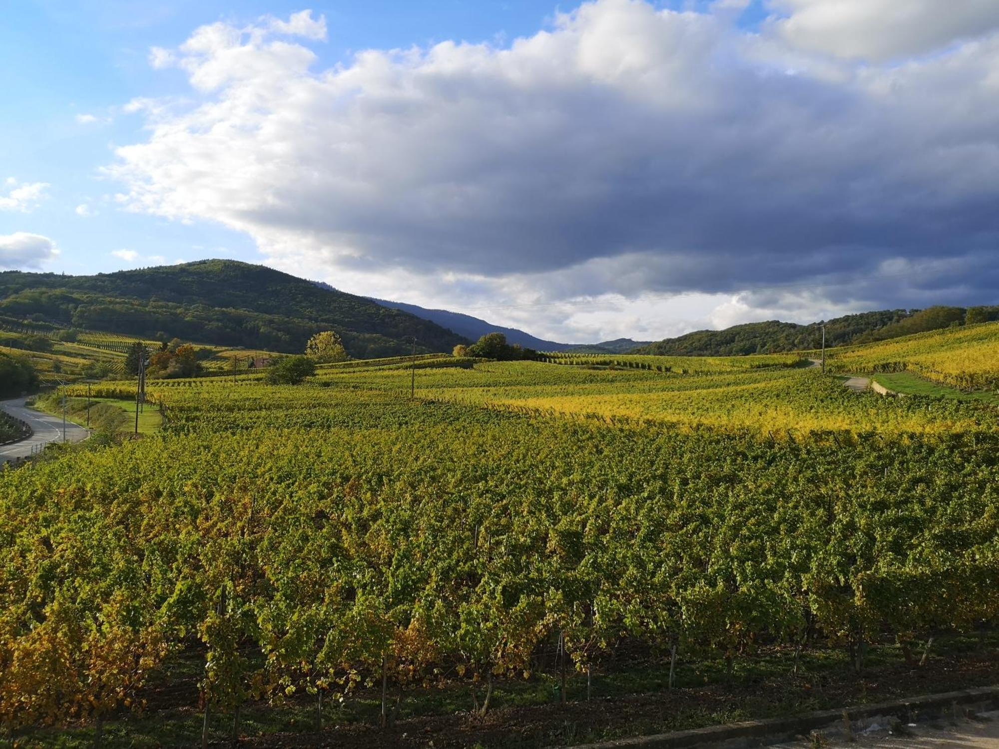 Апартаменты Cocon De Caractere Au Coeur Des Vignes Alsaciennes Бергхейм Экстерьер фото